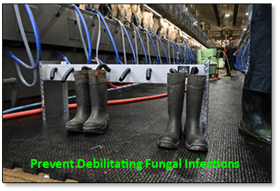 CDS Boot Dryer - Image 2